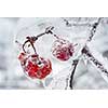 Red crab apples frozen and covered with ice on snowy branch in winter, close up