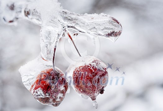 Two red crab apples frozen and covered with ice on snowy branch in winter, close up Two red crab apples frozen and covered with ice on snowy branch in winter, close up