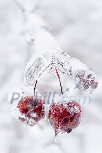 Two red crab apples frozen and covered with ice on snowy branch in winter, close up Two red crab apples frozen and covered with ice on snowy branch in winter, close up