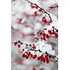 Snowy red barberry berries closeup in winter