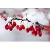 Snowy red barberry berries closeup in winter
