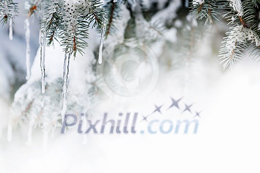 Christmas winter background with icicles hanging from spruce branches Christmas winter background with icicles hanging from spruce branches