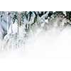 Christmas winter background with icicles hanging from spruce branches