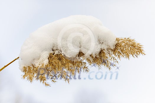 Dry reed covered with snow in winter closeup Dry reed covered with snow in winter closeup