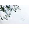 Winter evergreen tree branches under fluffy snow with copy space