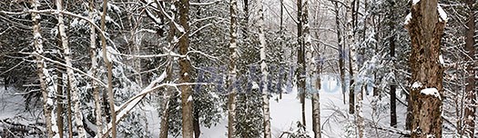 Panoramic landscape of winter forest after snowfall with tree trunks and snow covered trees Panoramic landscape of winter forest after snowfall with tree trunks and snow covered trees