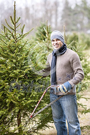 Man with saw choosing fresh Christmas trees at cut your own tree farm