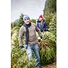 Man dragging fresh spruce at cut your own Christmas tree farm with his daughter in background