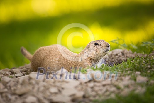 Very cute black tailed prairie dog (Cynomys ludovicianus) Very cute black tailed prairie dog (Cynomys ludovicianus)