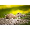 Very cute black tailed prairie dog (Cynomys ludovicianus)