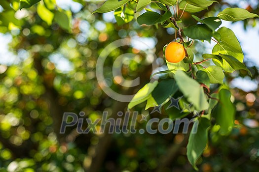 Apricot tree with fruits growing in the garden Apricot tree with fruits growing in the garden