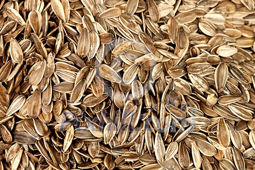 Organic sunflower seed. Food background. Organic sunflower seed. Food background.