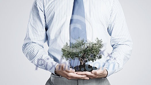Close up of businessman holding in hands green tree concept Close up of businessman holding in hands green tree concept