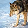 Gray/Eurasian wolf (Canis lupus)