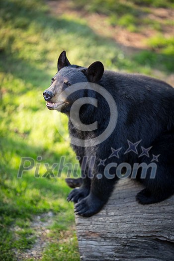 American black bear (Ursus americanus) American black bear (Ursus americanus)