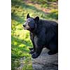 American black bear (Ursus americanus)