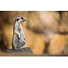 Watchful meerkat standing guard