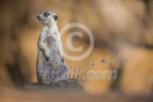Watchful meerkat standing guard Watchful meerkat standing guard