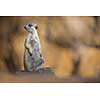Watchful meerkat standing guard