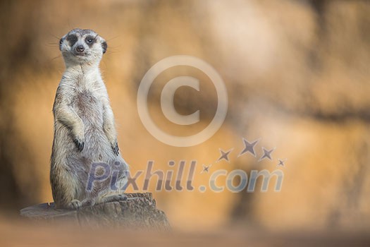 Watchful meerkat standing guard Watchful meerkat standing guard