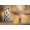Watchful meerkat standing guard