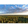 Northern forest landscape in fall colors