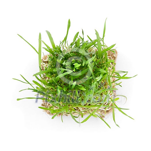 close-up green grass with roots isolated on white close-up green grass with roots isolated on white