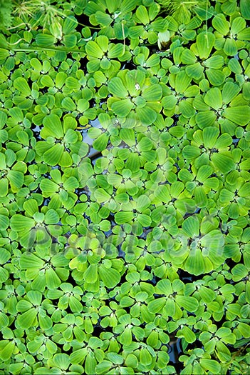 background from green duckweed in water