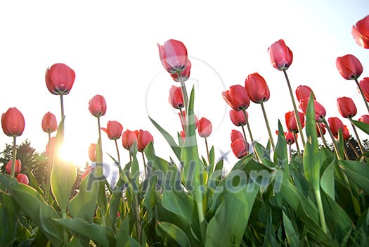 red tulips against sunset