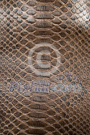 brown crocodile texture brown crocodile texture