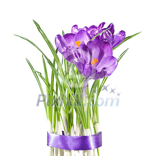 crocus bouquet isolated on white crocus bouquet isolated on white