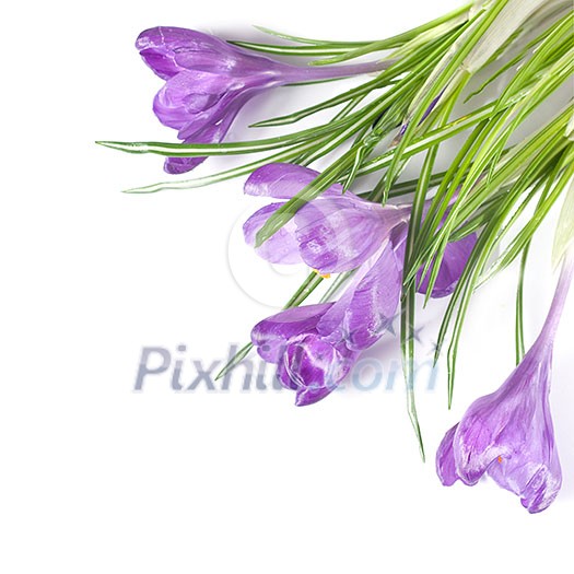 crocus bouquet isolated on white crocus bouquet isolated on white