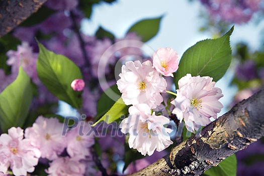 spring blossom of purple sakura spring blossom of purple sakura