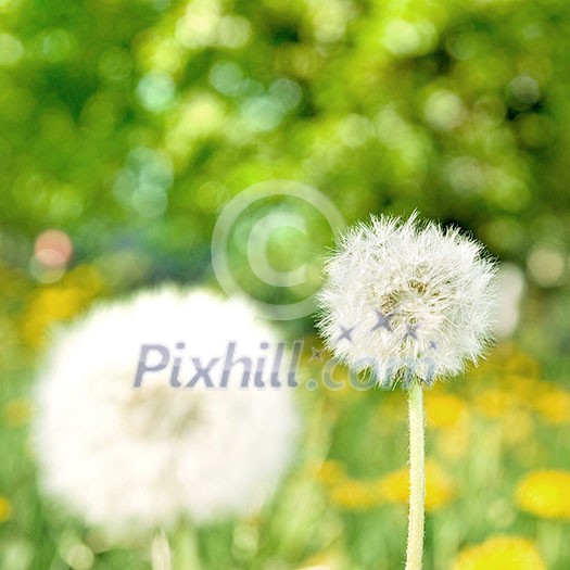 dandelions on green nature background dandelions on green nature background