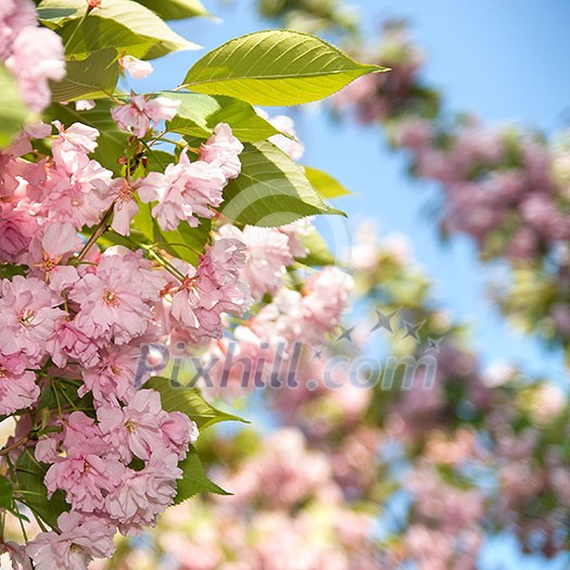 spring blossom of purple sakura against blue sky spring blossom of purple sakura against blue sky
