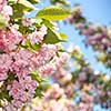 spring blossom of purple sakura against blue sky