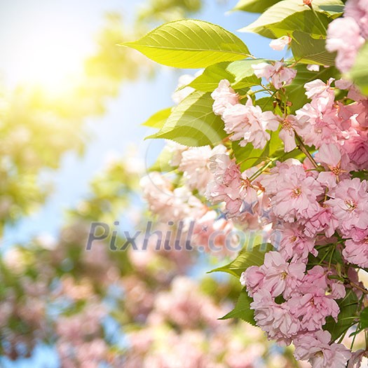spring blossom of purple sakura against blue sky spring blossom of purple sakura against blue sky