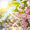 spring blossom of purple sakura against blue sky