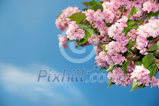 spring blossom of purple sakura against blue sky spring blossom of purple sakura against blue sky