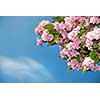 spring blossom of purple sakura against blue sky