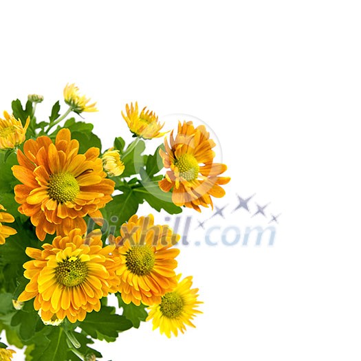 yellow chrysanthemum bouquet isolated on white yellow chrysanthemum bouquet isolated on white