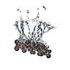 blue grape dropped into water with splash isolated on white