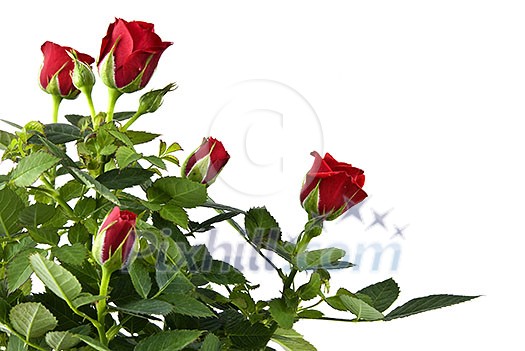 red rose bouquet isolated on white