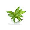 green mint isolated on white