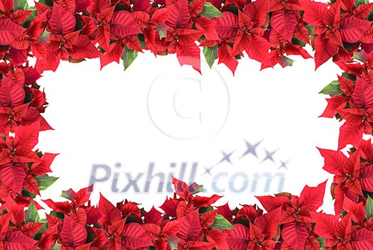 christmas frame from poinsettias isolated on white christmas frame from poinsettias isolated on white
