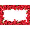 christmas frame from poinsettias isolated on white