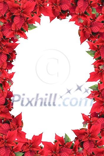 christmas frame from poinsettias isolated on white christmas frame from poinsettias isolated on white