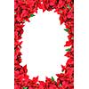 christmas frame from poinsettias isolated on white