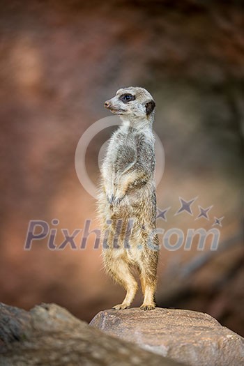 Watchful meerkat standing guard Watchful meerkat standing guard