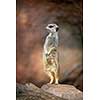 Watchful meerkat standing guard